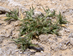 Sporobolus factorovskyi