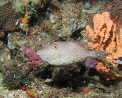 Pseudomonacanthus macrurus