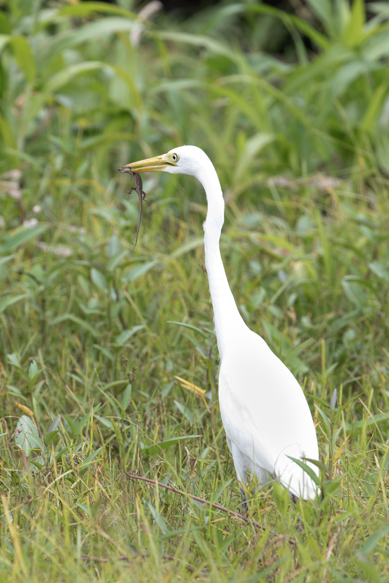 Plumed Egret illustration