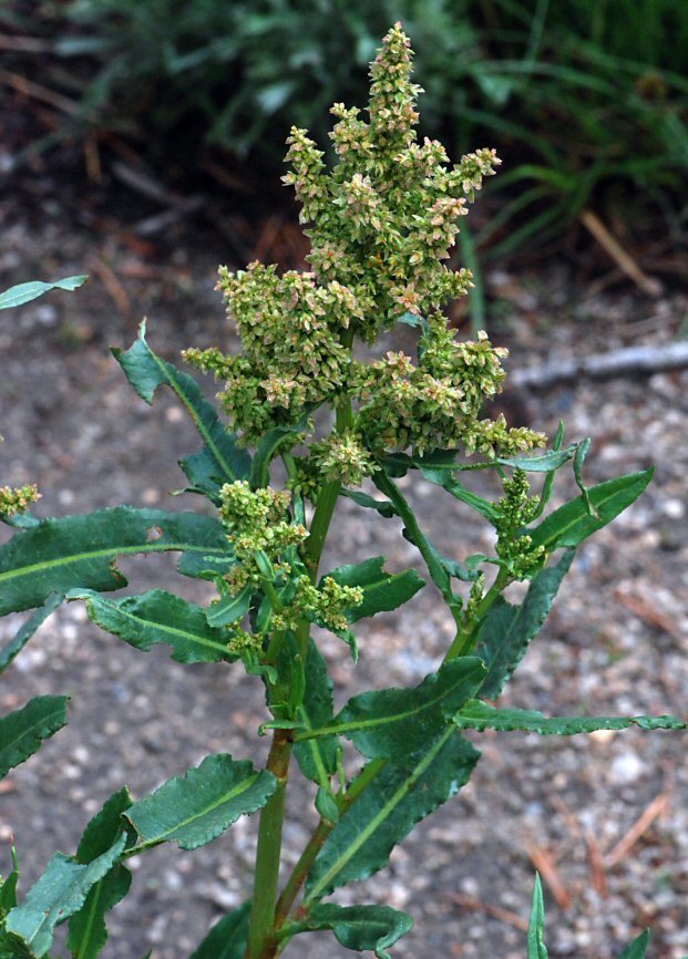 Rumex mexicanus