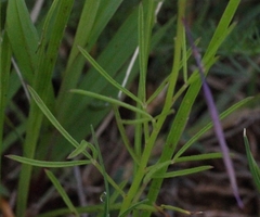 Cleome maculata