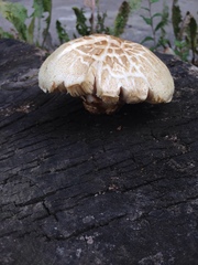 Hemipholiota