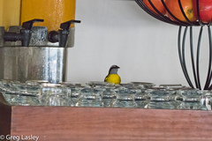 Coereba flaveola luteola