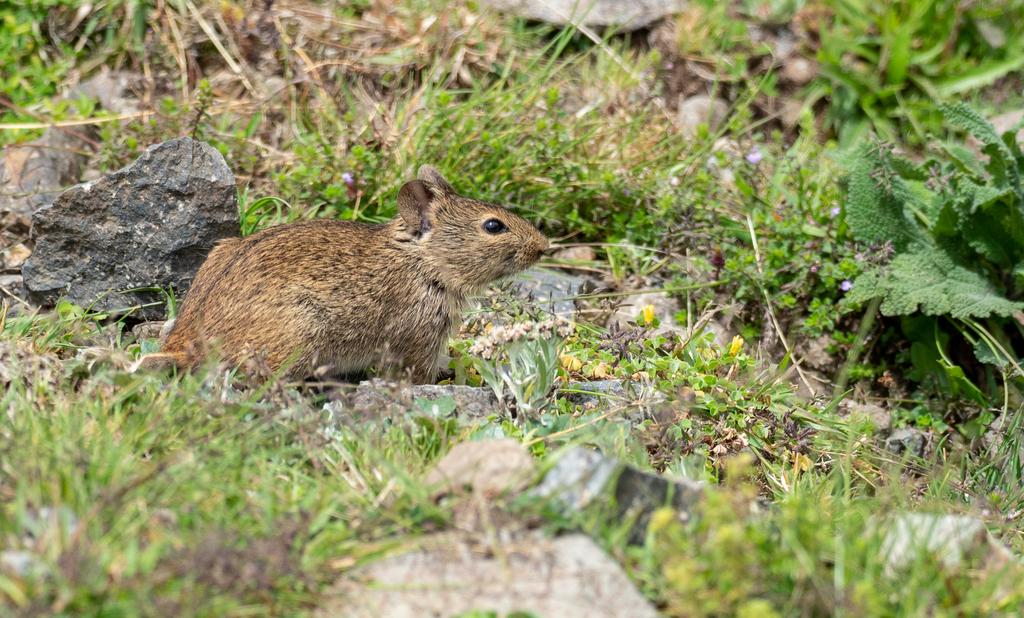 Abyssinian Grass Rat (Arvicanthis abyssinicus)