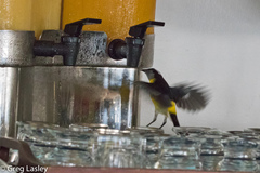 Coereba flaveola luteola