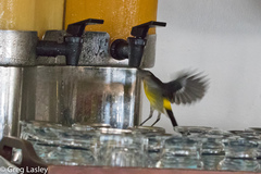 Coereba flaveola luteola