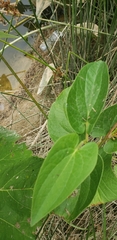 Endodeca serpentaria