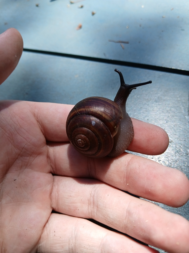 Fraser's Banded Snail from Casino NSW 2470, Australia on October 23 ...