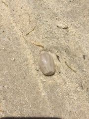Paranthus rapiformis