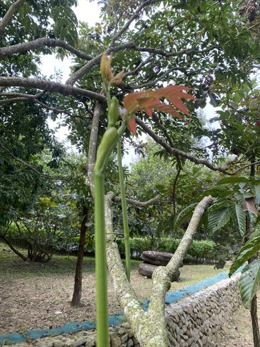Image of Leea guineensis by no rights reserved