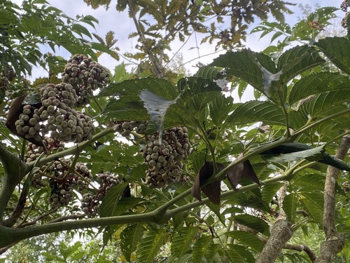 Image of Leea guineensis by no rights reserved