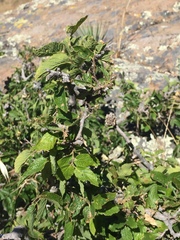 Celtis reticulata