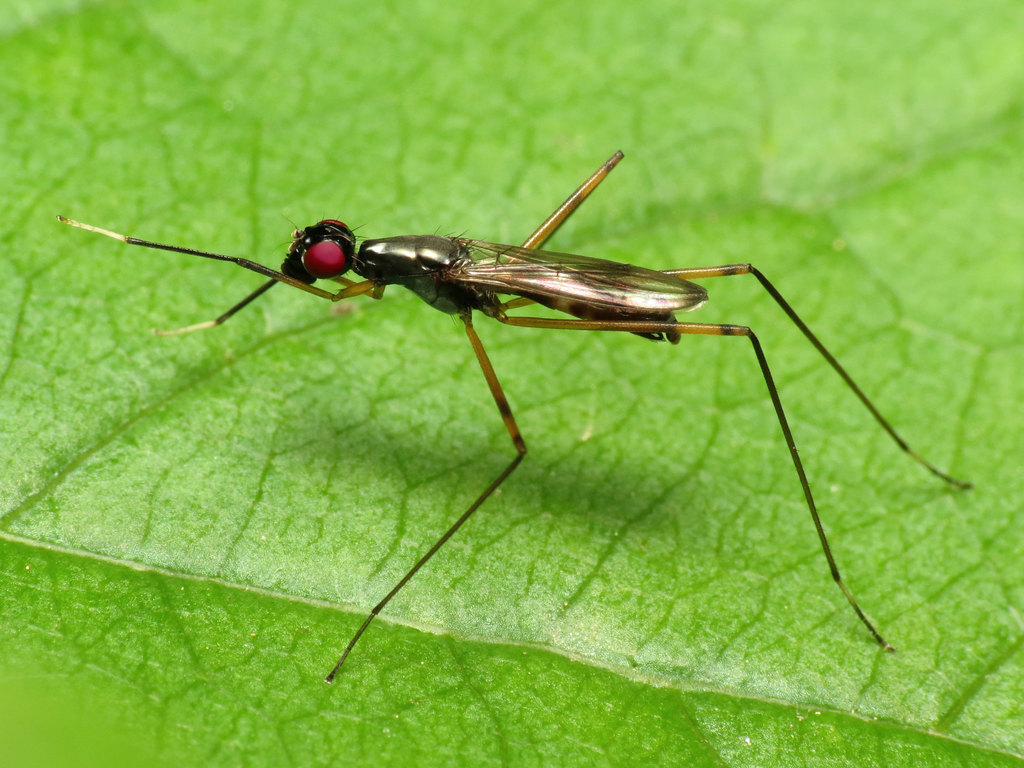 Rainieria antennaepes