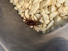 Dysdera
