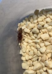 Dysdera