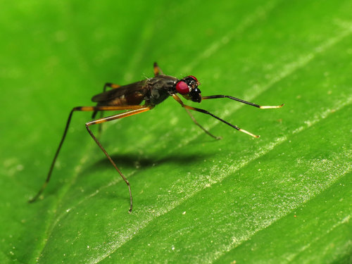 Rainieria antennaepes photo 4