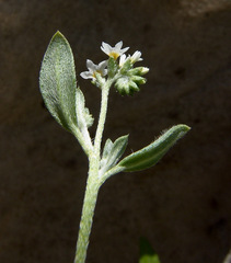 Euploca ovalifolia