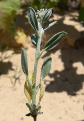Euploca ovalifolia