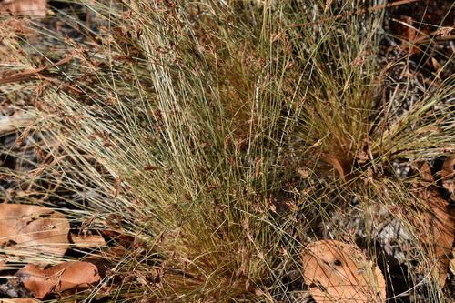 Image of Bulbostylis capillaris by (c) Kristály Cravens-Liszak, some rights reserved (CC BY)
