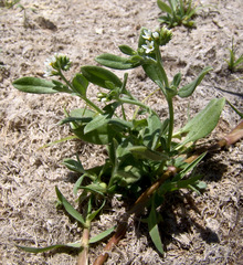 Euploca ovalifolia