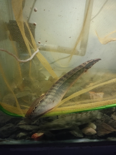 Lesser spiny eel (Macrognathus aculeatus) — Mastacembelidae
