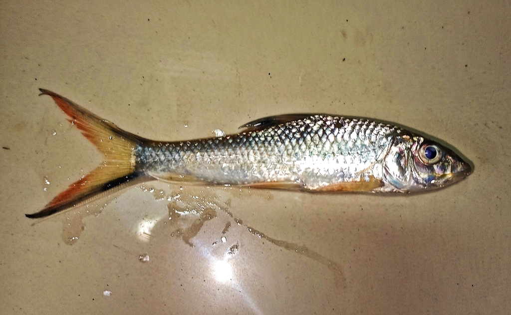Kungkum (Barbichthys laevis)
