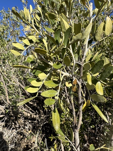 Image of Dermatophyllum arizonicum by (c) Matt Berger, some rights reserved (CC BY)