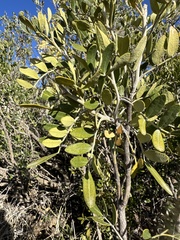 Dermatophyllum arizonicum, photograph (c) Matt Berger, some rights reserved (CC BY)