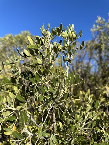 Image of Dermatophyllum arizonicum by (c) Matt Berger, some rights reserved (CC BY)