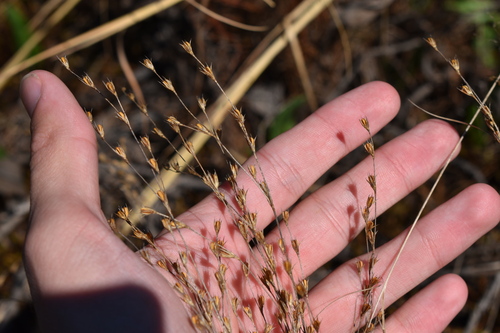 Image of Juncus georgianus by (c) Kristály Cravens-Liszak, some rights reserved (CC BY)