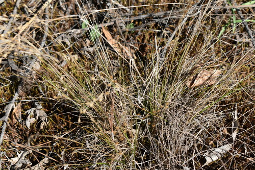 Image of Juncus georgianus by (c) Kristály Cravens-Liszak, some rights reserved (CC BY)