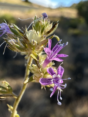 Image of Ipomopsis multiflora by (c) Matt Berger, some rights reserved (CC BY)