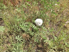 Valeriana californica