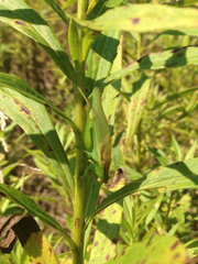 Orchelimum gladiator