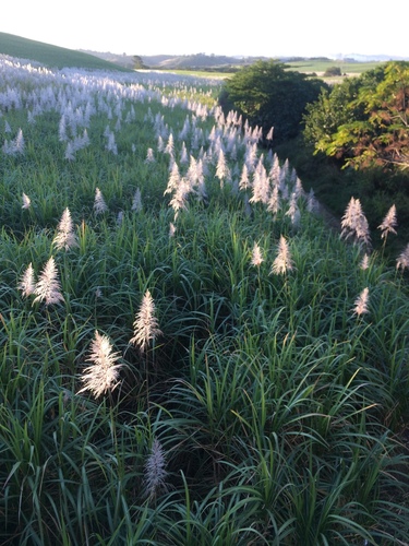 Saccharum officinarum iNat (1)