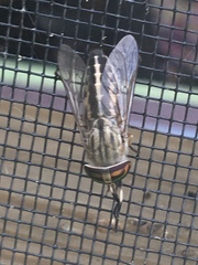 Tabanus subsimilis