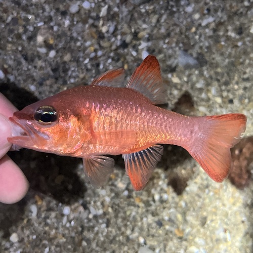 Mediterranean Cardinalfish
