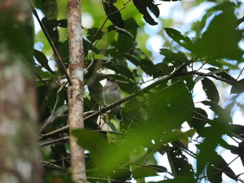 Grey-chested Jungle Flycatcher (Cyornis umbratilis), photo 6