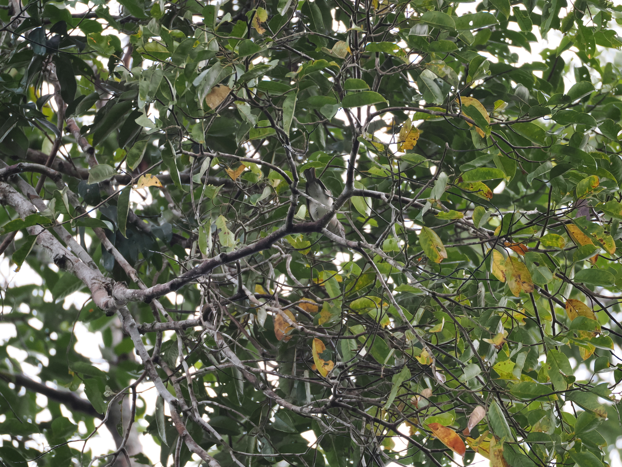 Rufous-crowned Babbler