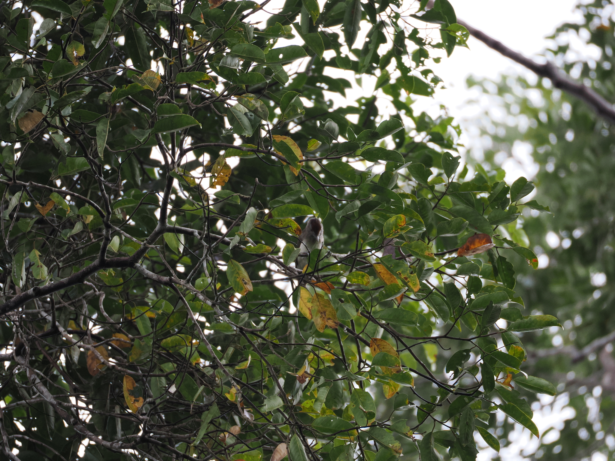 Rufous-crowned Babbler