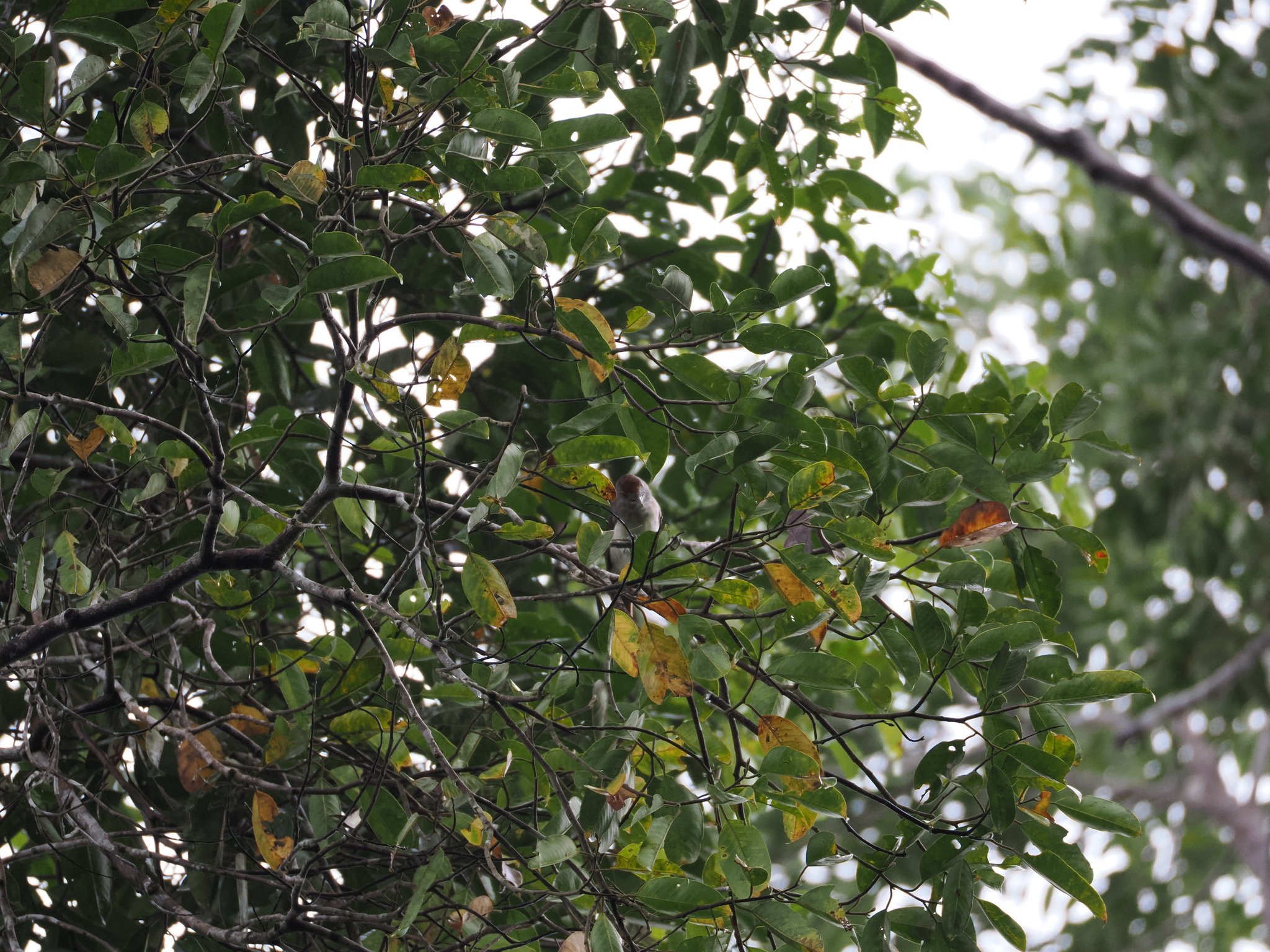 Rufous-crowned Babbler