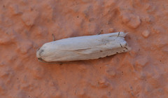 Hystrichophora vestaliana