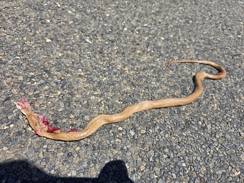 Eastern Brown Snake