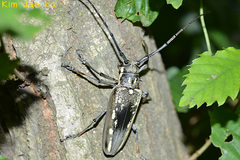 Batocera lineolata