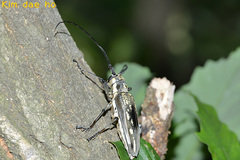 Batocera lineolata