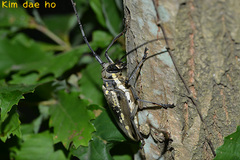 Batocera lineolata