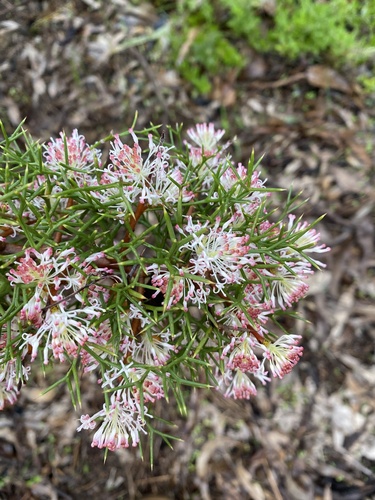 Image of Hakea lissocarpha by (c) Enrica Longo, some rights reserved (CC BY)