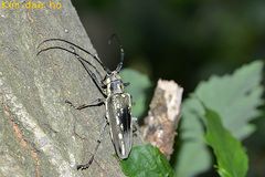 Batocera lineolata