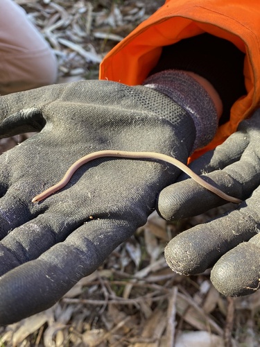 Sedgelands Worm-lizard, Aprasia repens