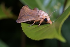 Oraesia emarginata